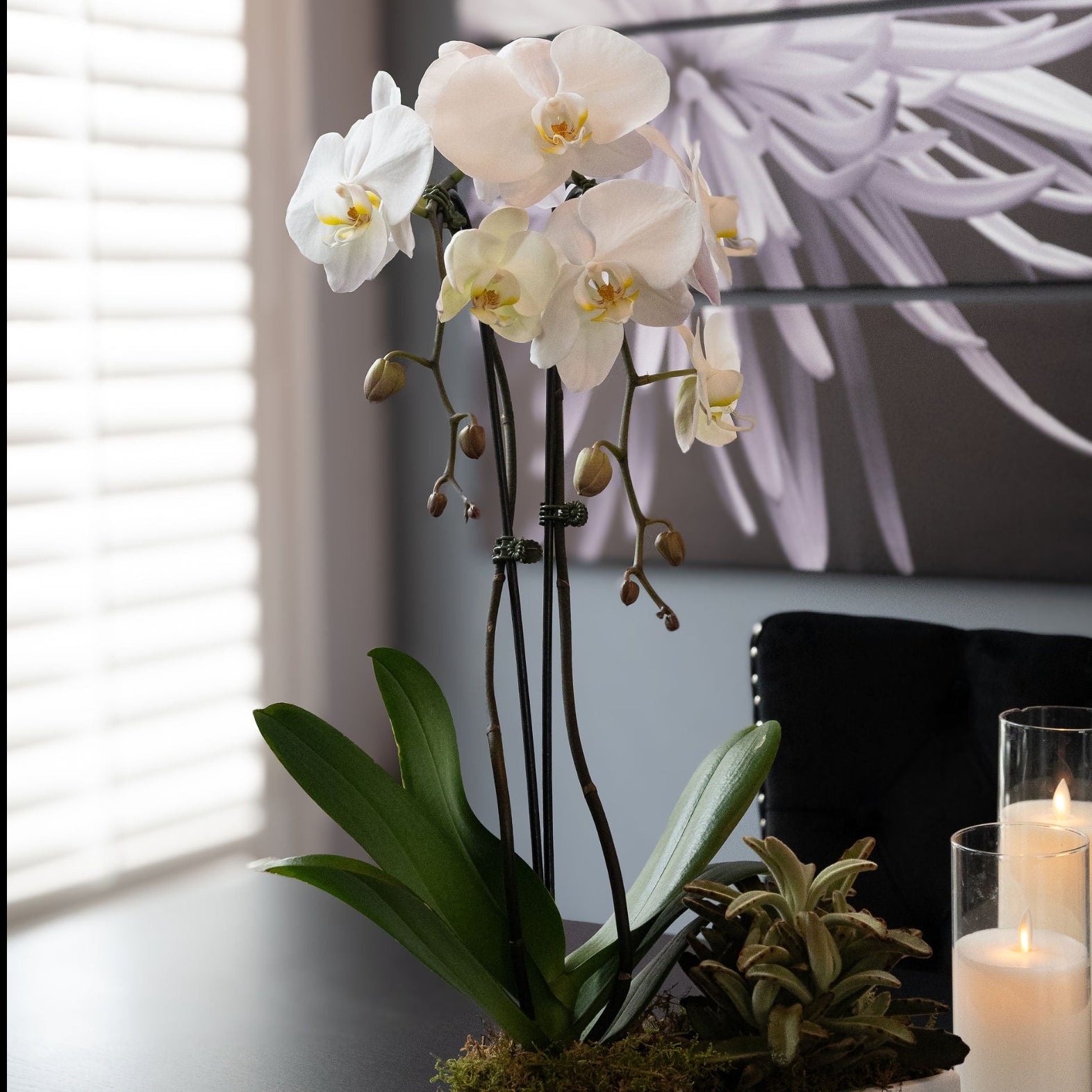Single Orchid  plant with succulents
