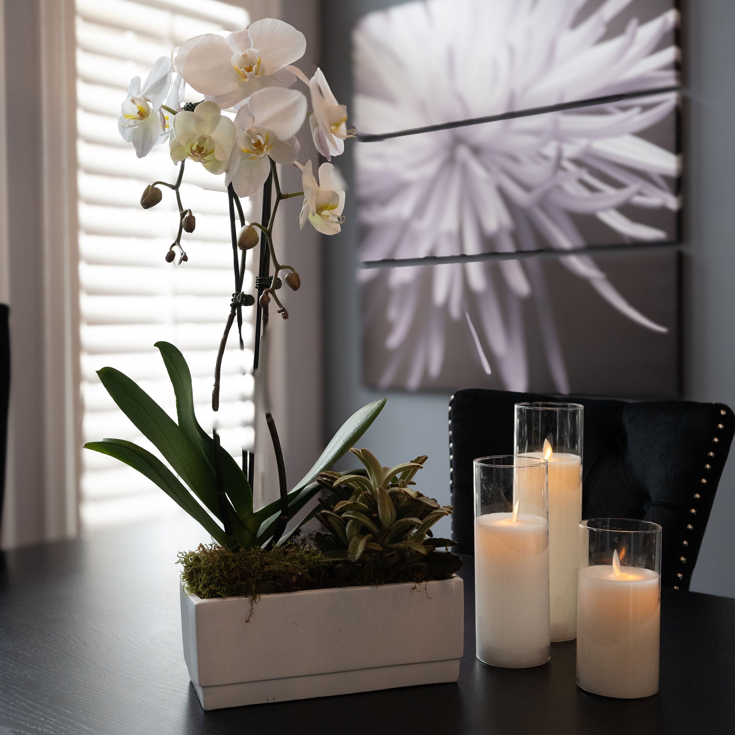 Single Orchid  plant with succulents