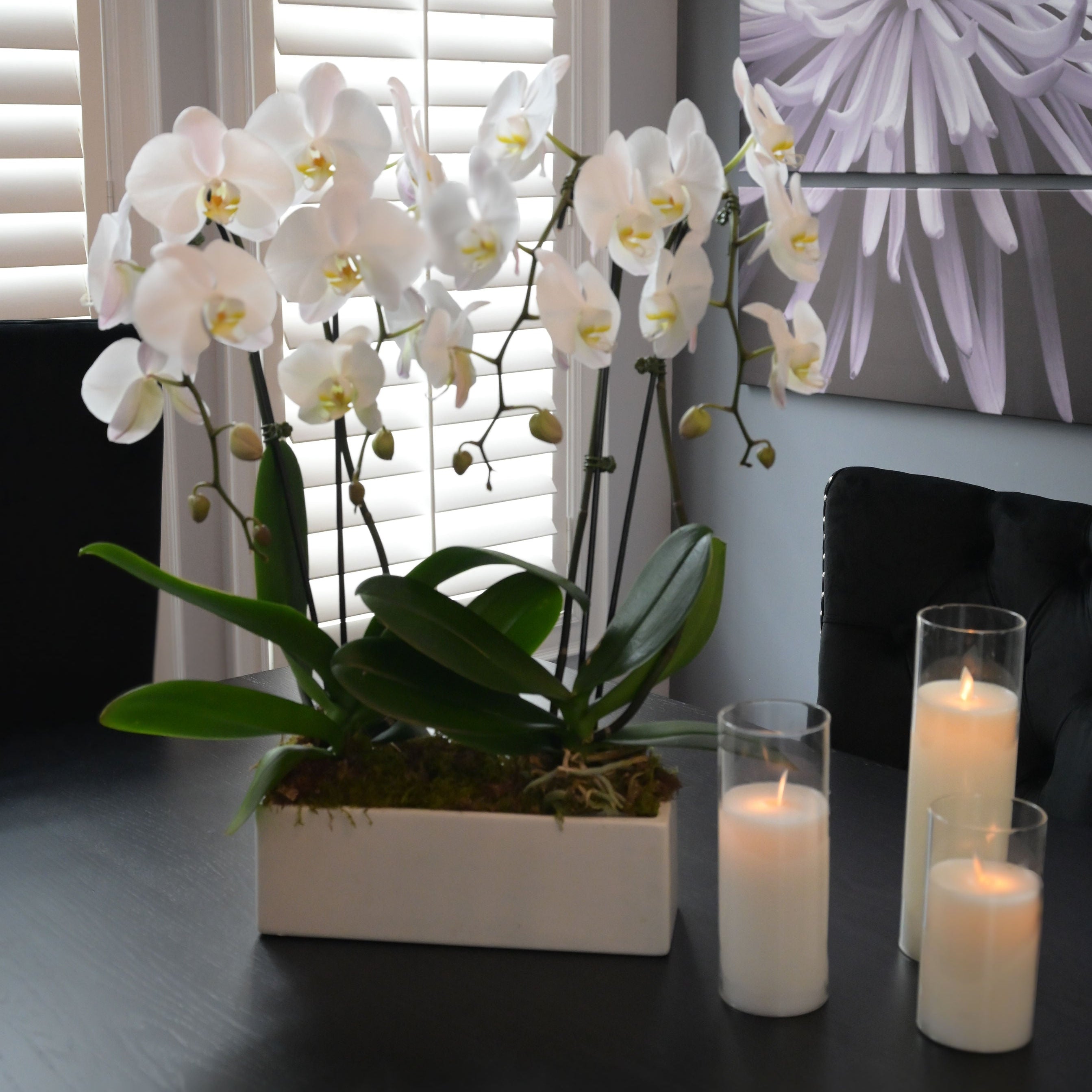 4 stem Orchid planter with Succulents