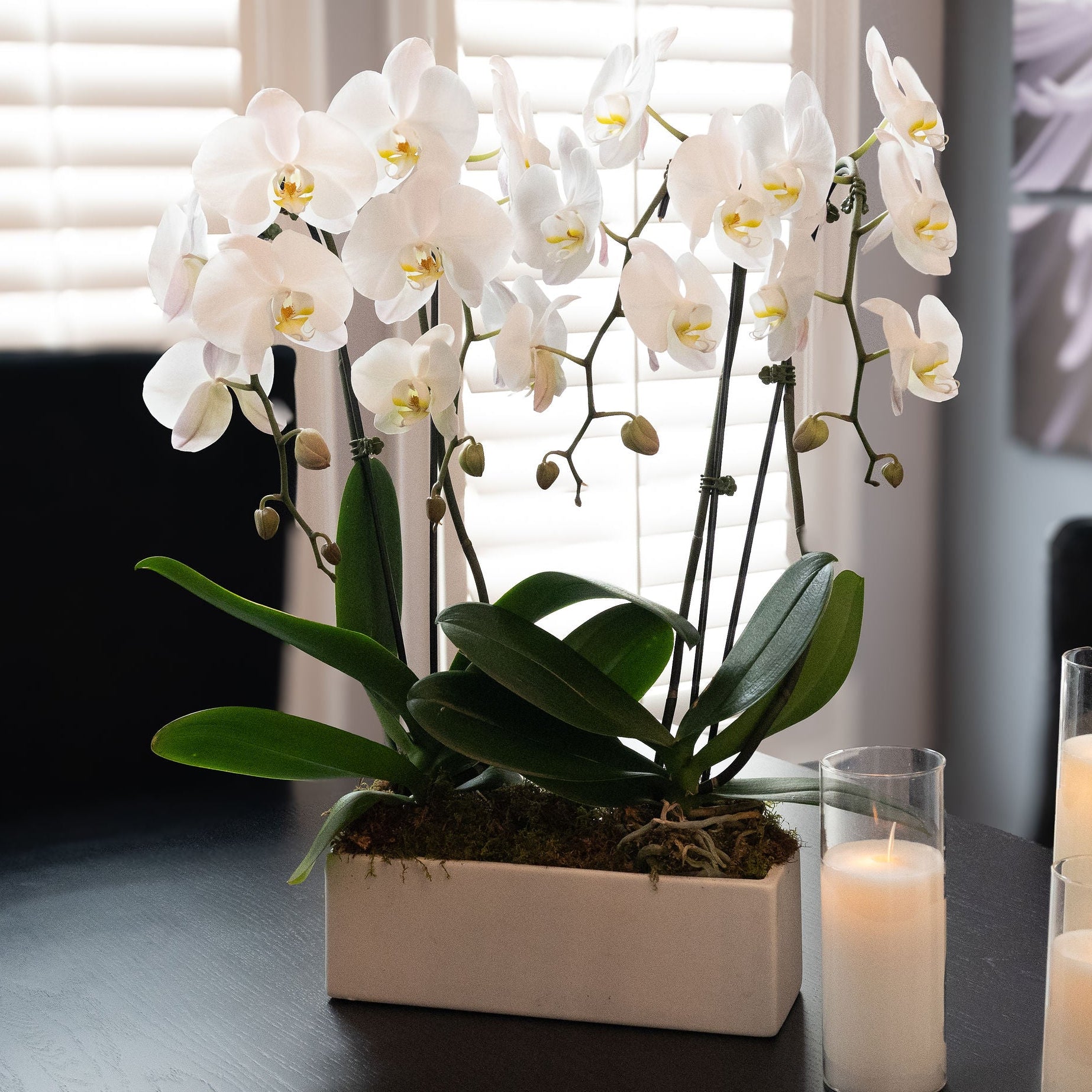 4 stem Orchid planter with Succulents