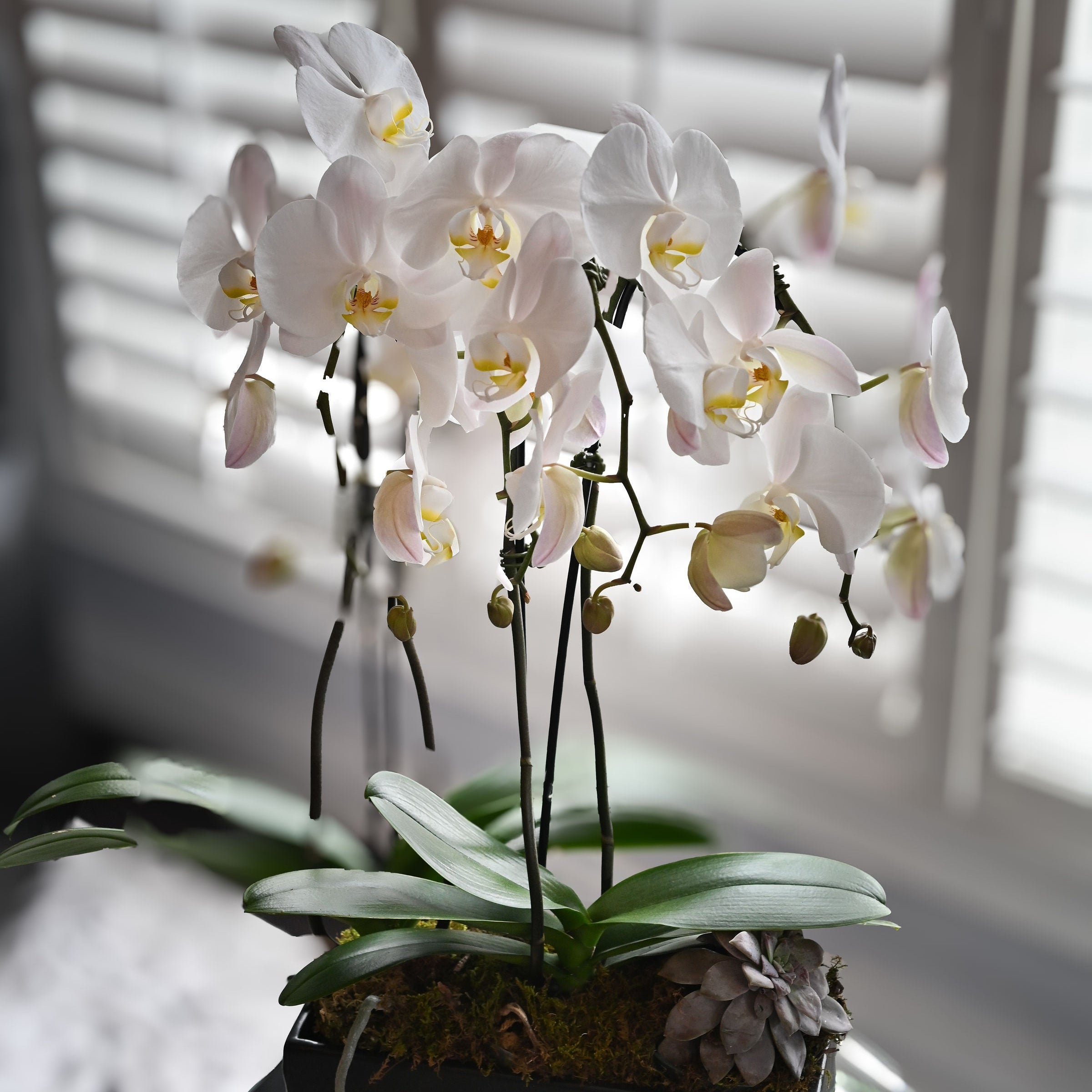 3 stem Orchid Planter with Succulents