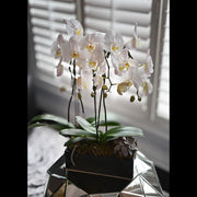 3 stem Orchid Planter with Succulents
