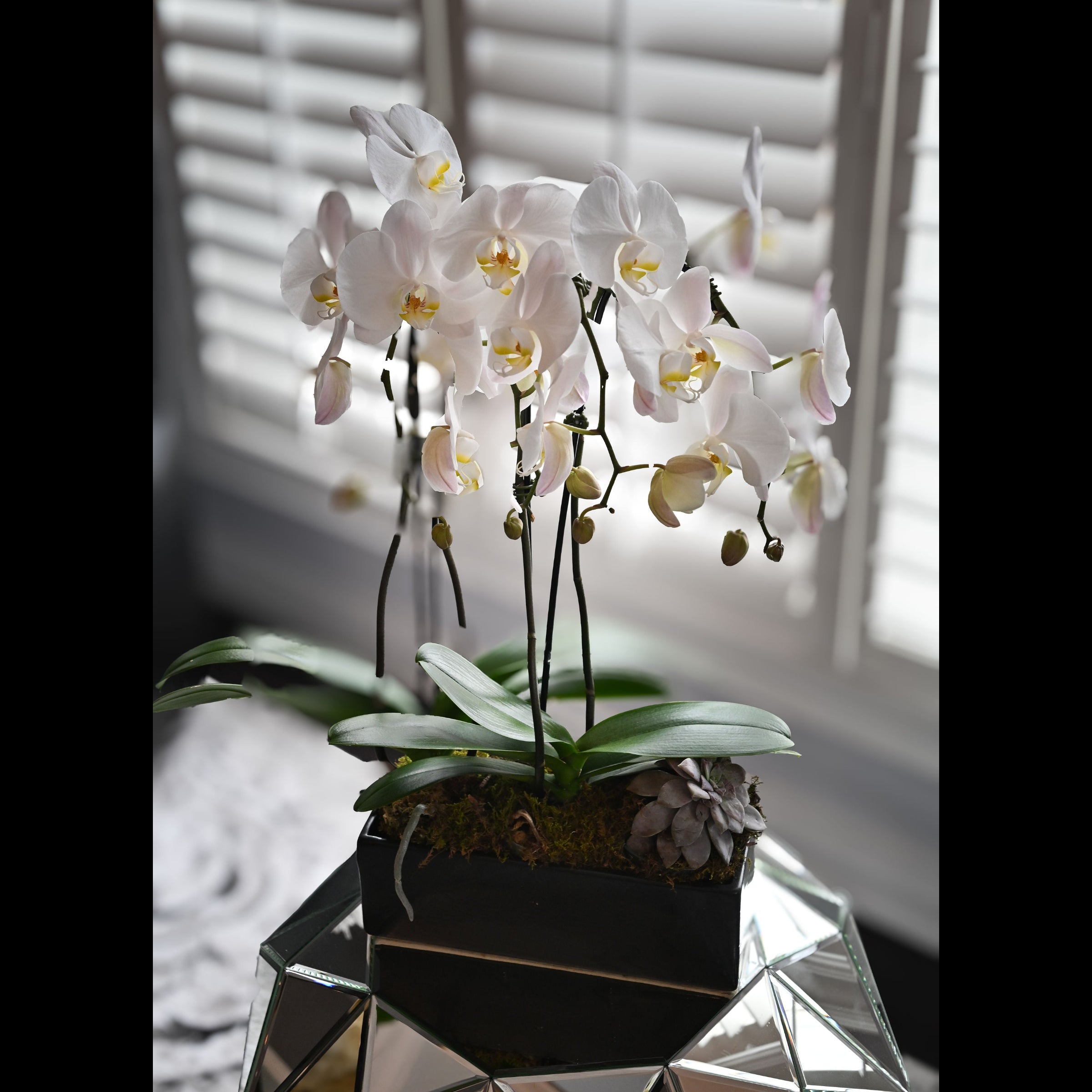 3 stem Orchid Planter with Succulents