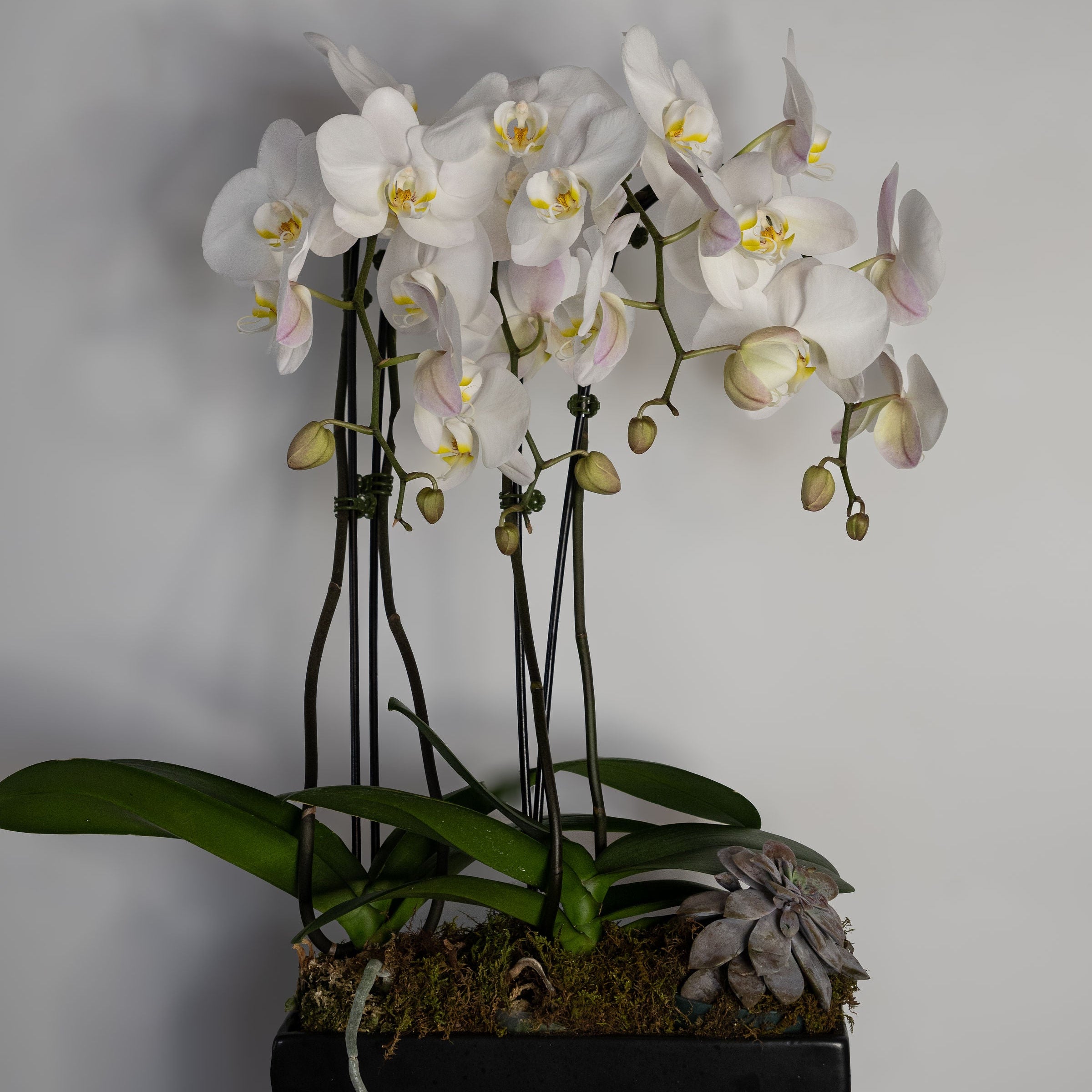 3 stem Orchid Planter with Succulents