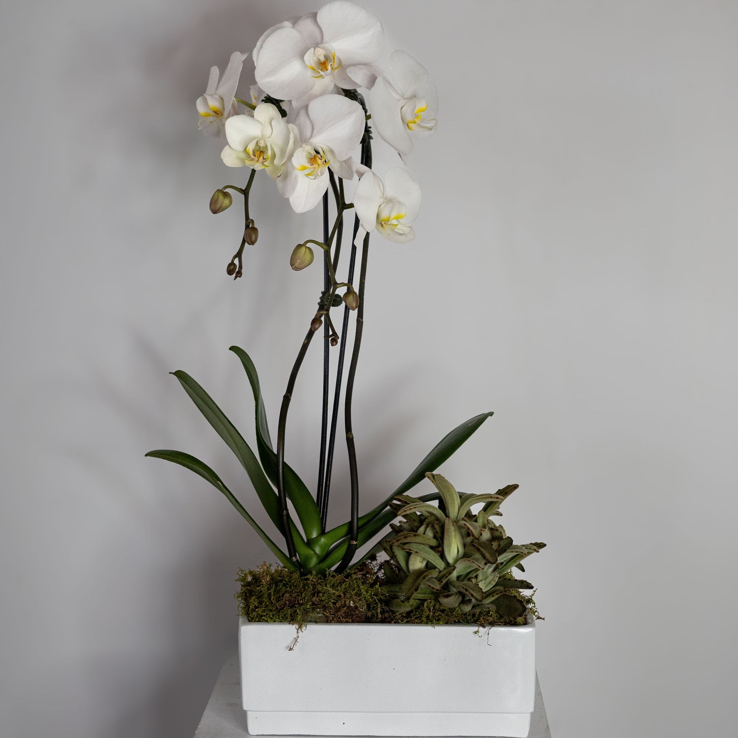 Single Orchid  plant with succulents