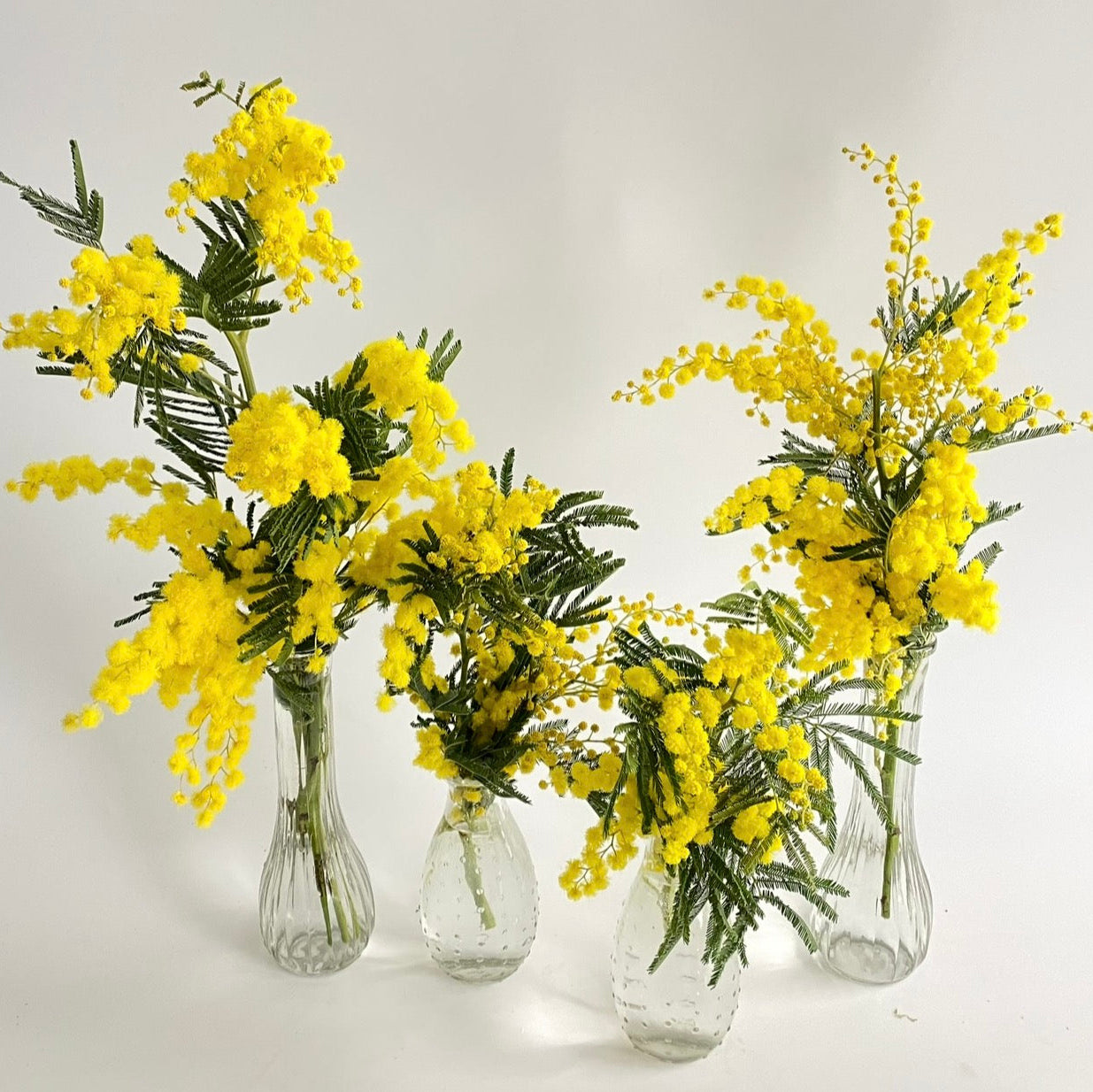 Mimosa Moments