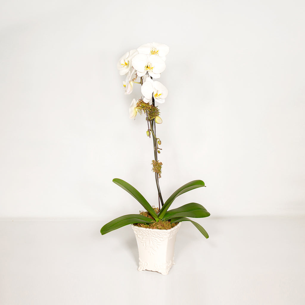Single Orchid Planter