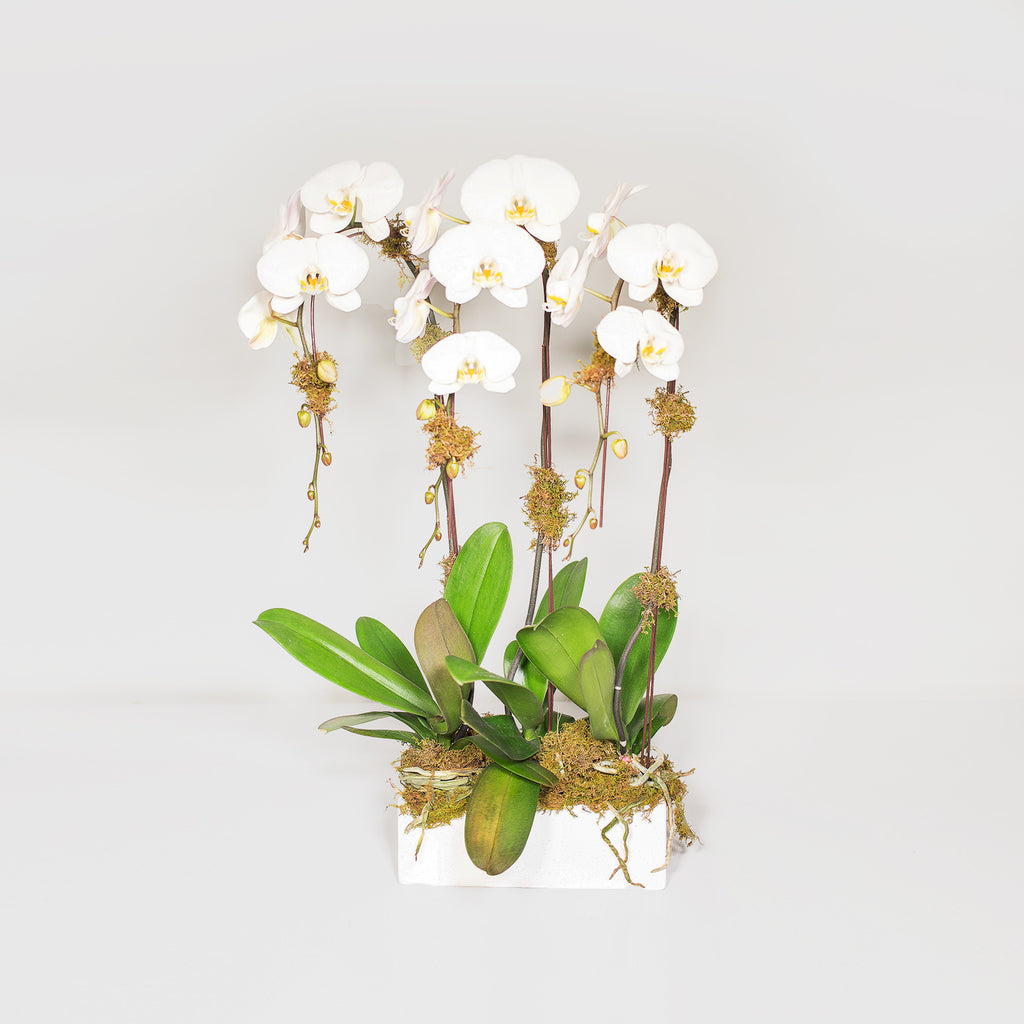 White Orchid Planter 3 Stem