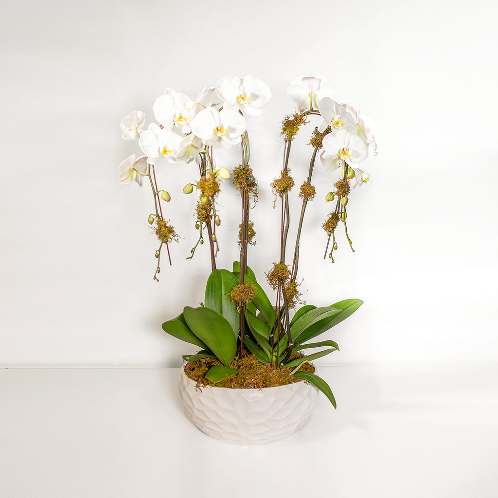 White Orchid Planter 5 Stem