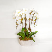 White Orchid Planter 5 Stem