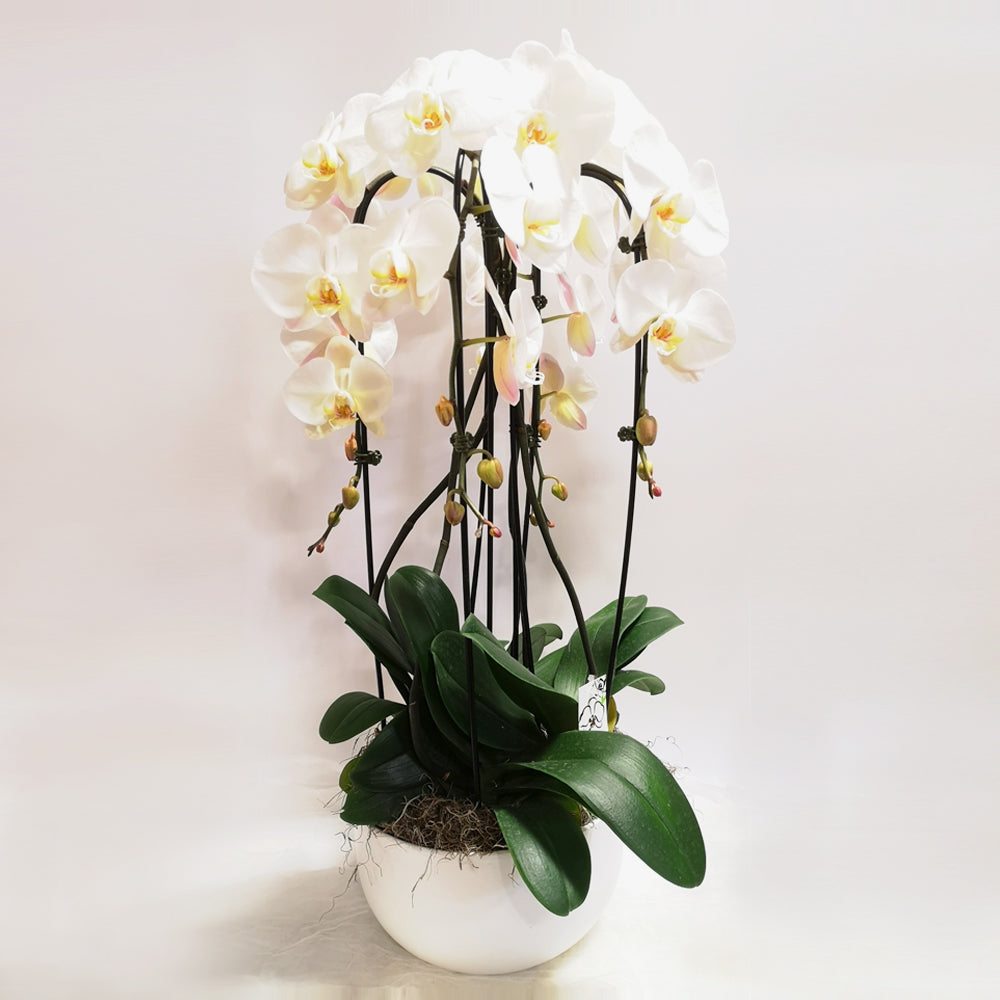 White Orchid Planter 4 Stem